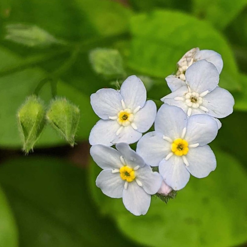 Fehér erdei nefelejcs Victoria White - Myosotis sylvatica, Myosotis sylvatica, ehető virág